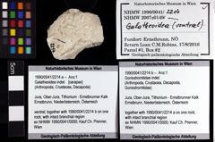 Foto (Objket + Etiketten) von Galatheoidea indet. 